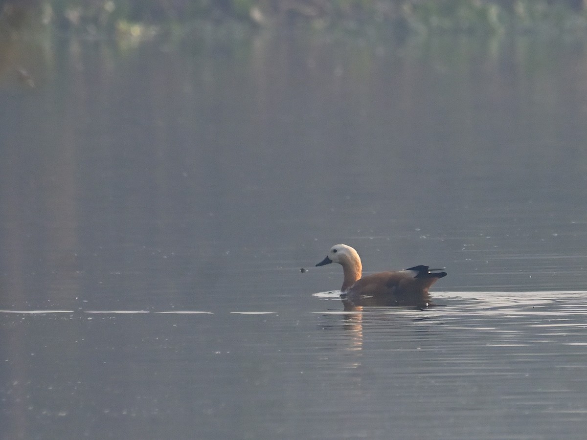 アカツクシガモ - ML645482302