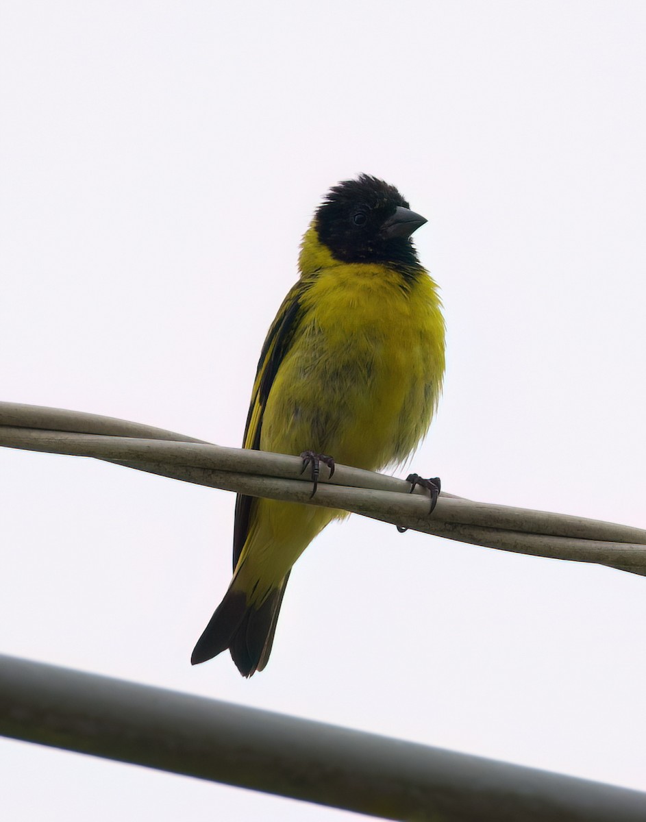 Hooded Siskin - ML645482303