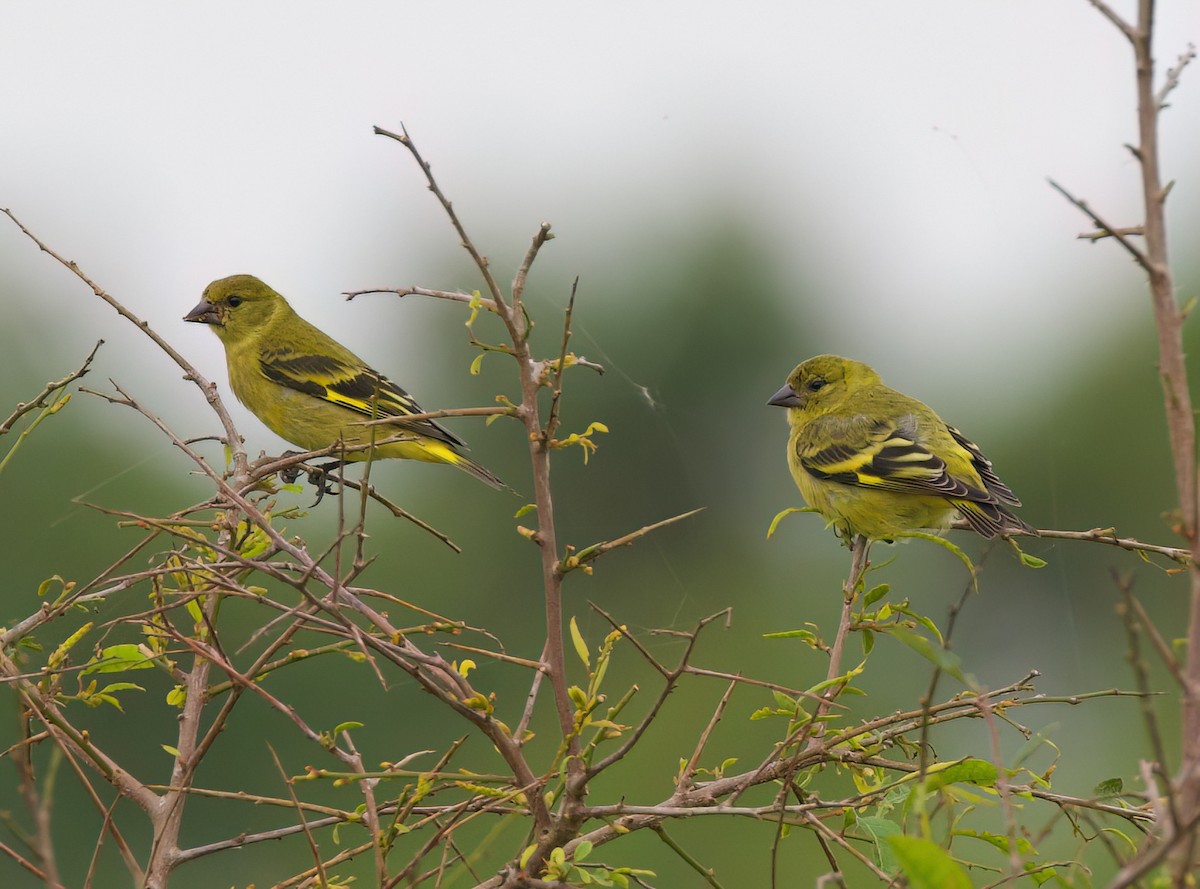 Hooded Siskin - ML645482304