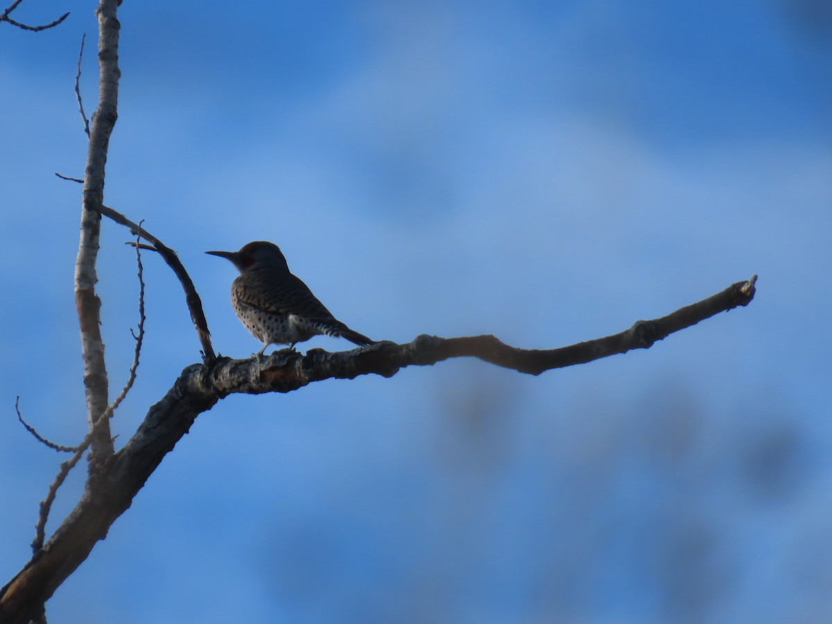 ハシボソキツツキ - ML645482305