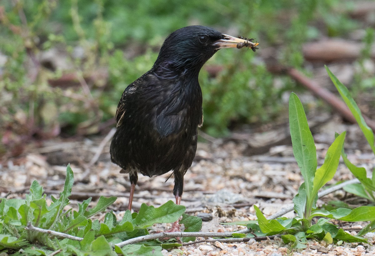 Estornino Pinto - ML645482306