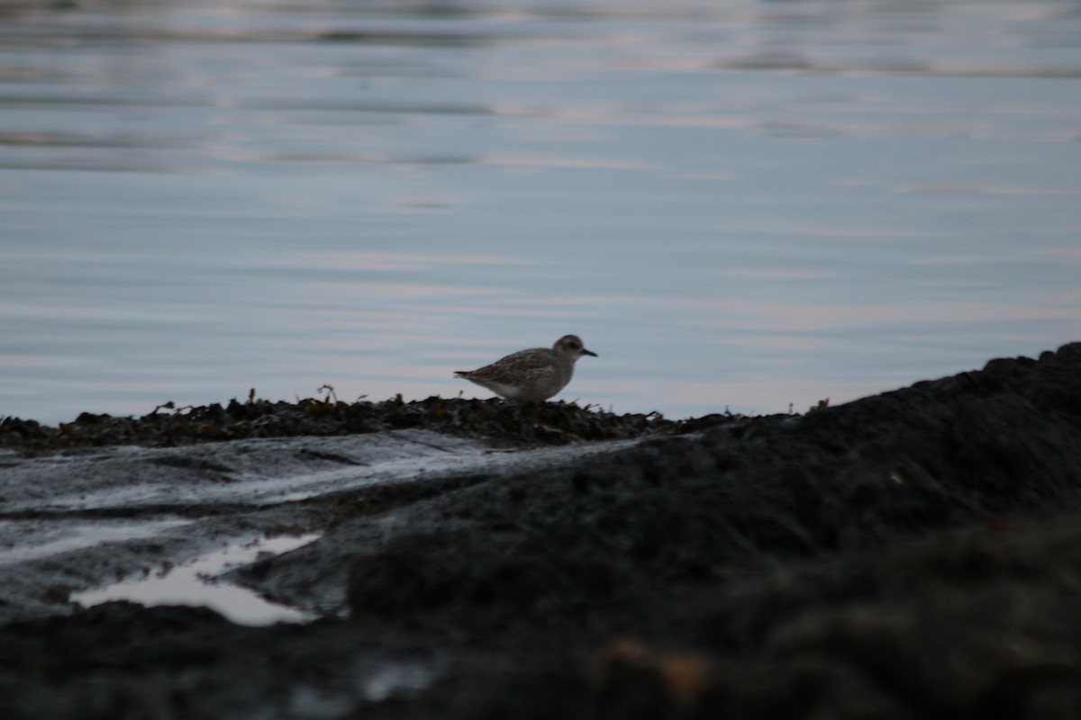 Black-bellied Plover - ML645482308