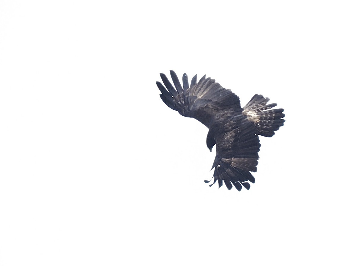 カザノワシ - ML645482309