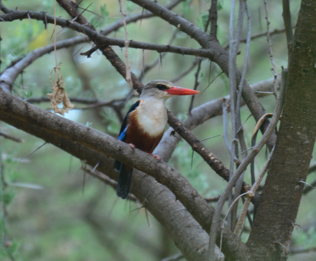 Martin-chasseur à tête grise - ML645482310