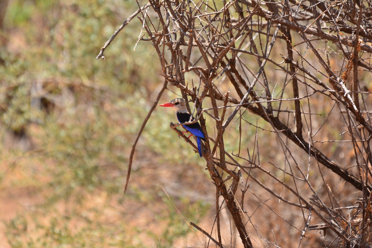 Martin-chasseur à tête grise - ML645482311