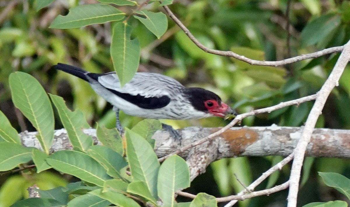 ハグロドリ - ML645482313