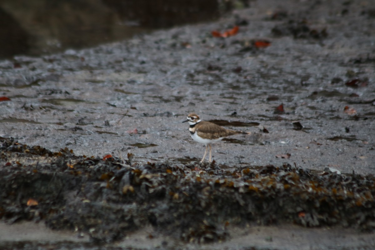 フタオビチドリ - ML645482314