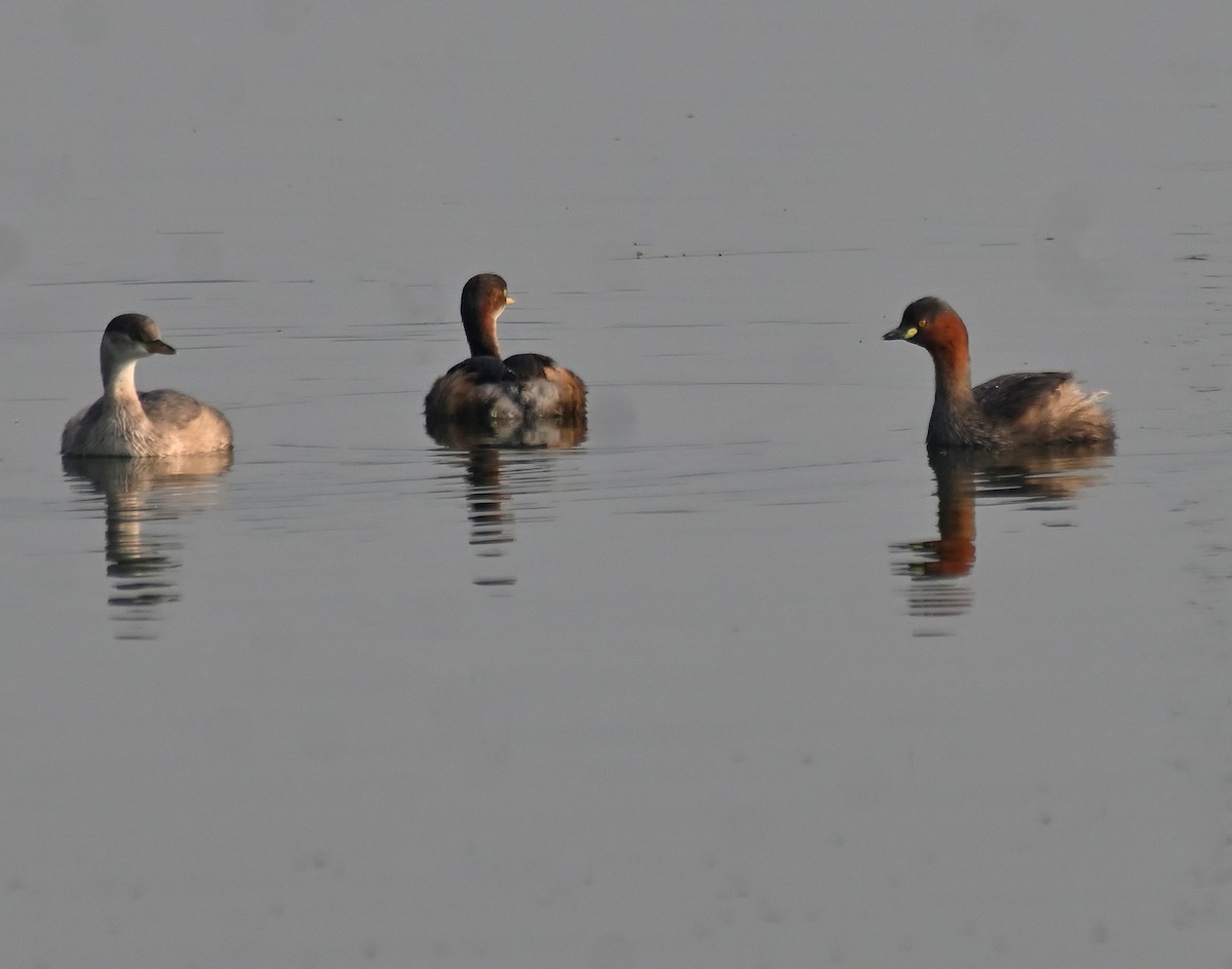 カイツブリ - ML645482315