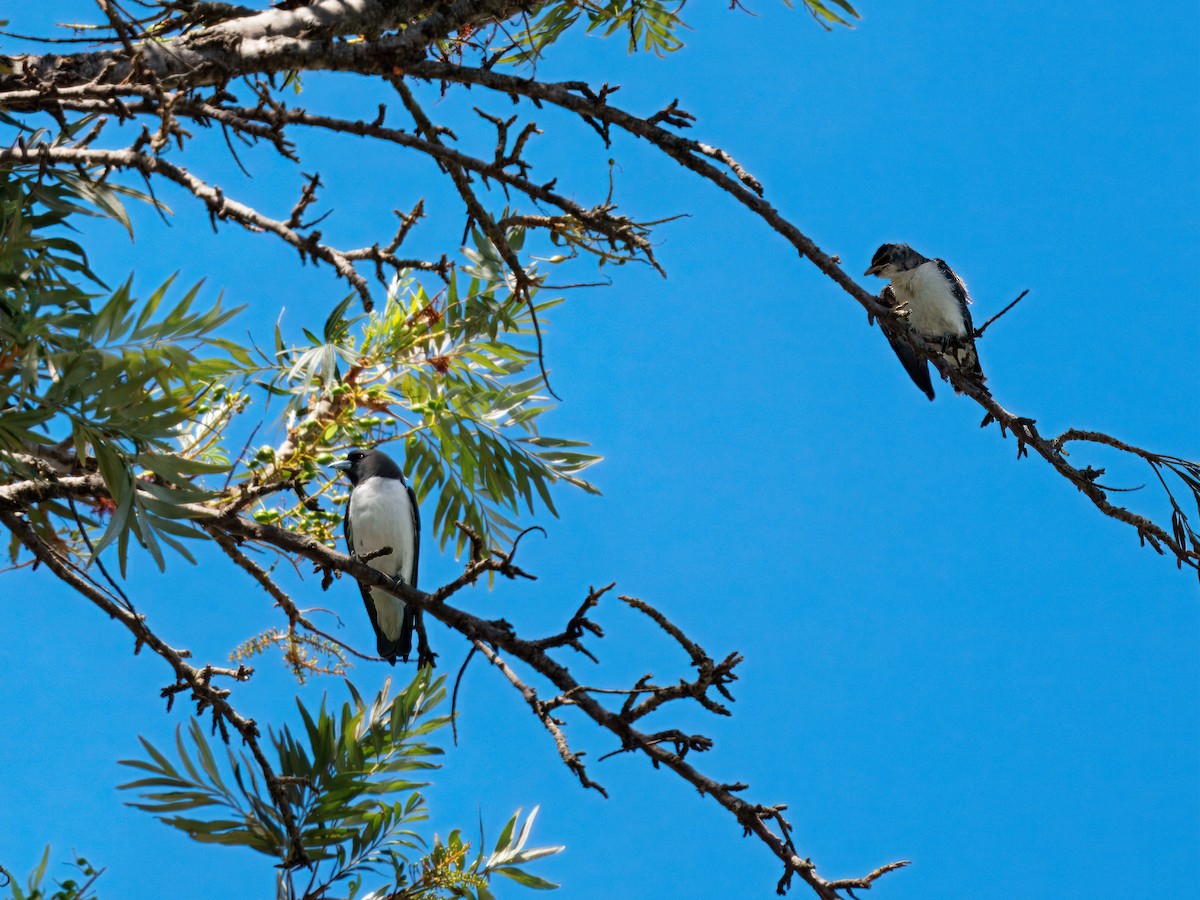Langrayen à ventre blanc - ML645482318