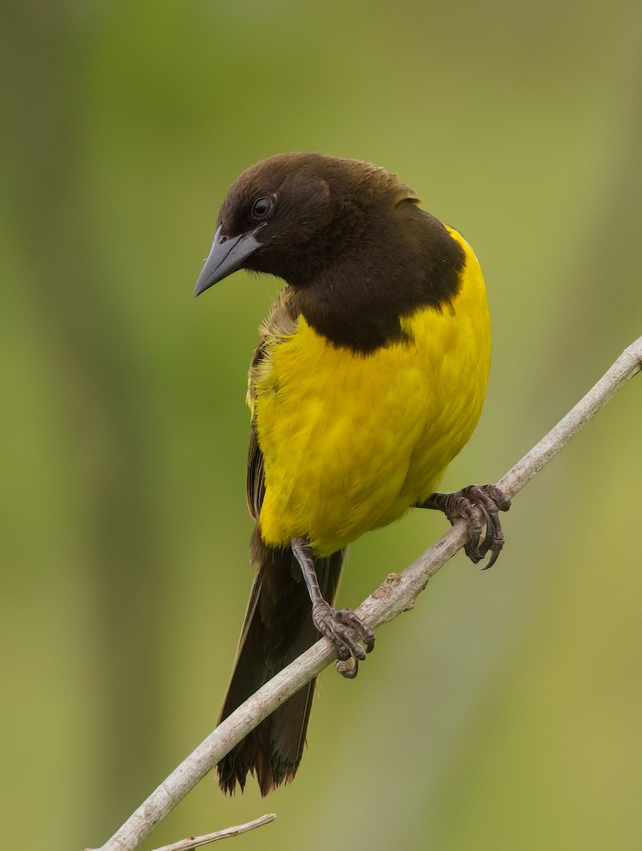 Мочарець жовтогузий - ML645482323