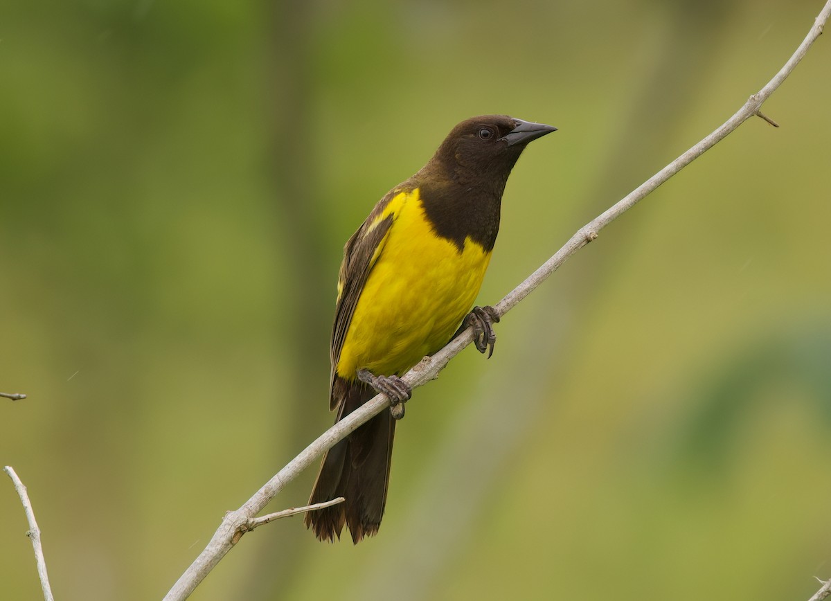 Мочарець жовтогузий - ML645482324