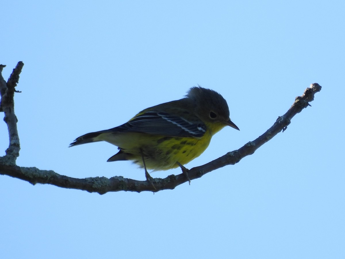 Magnolia Warbler - ML645482327