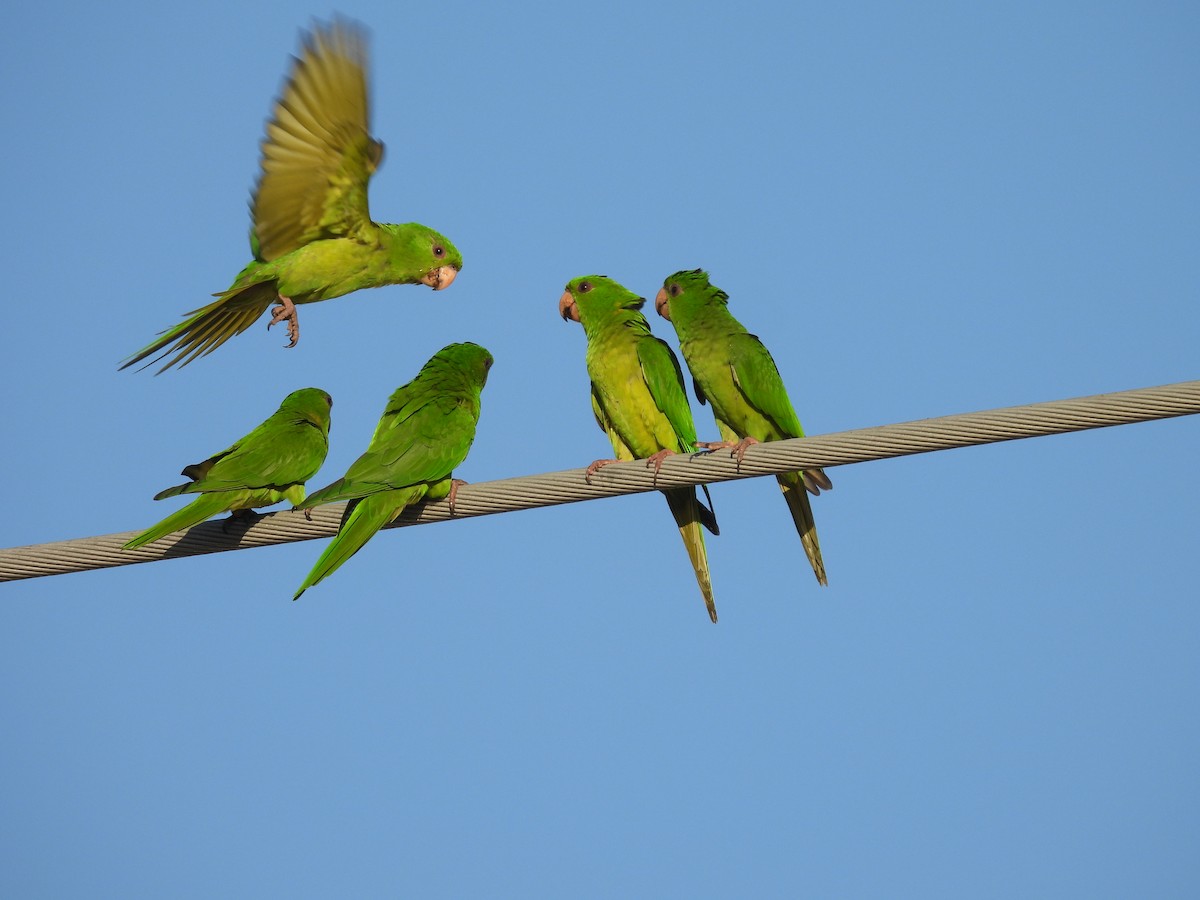 Conure verte (holochlorus/brewsteri) - ML645482328