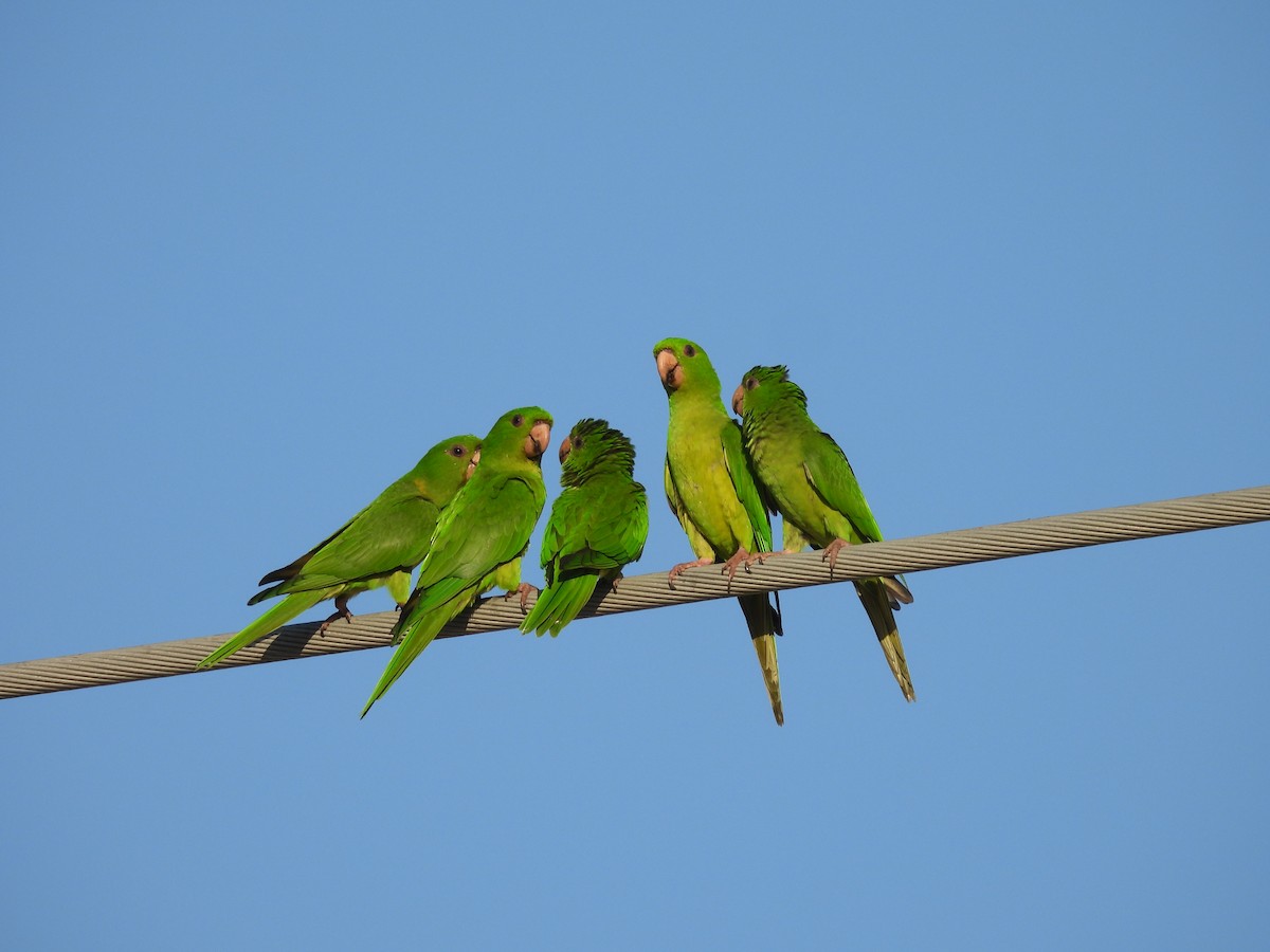 Conure verte (holochlorus/brewsteri) - ML645482329