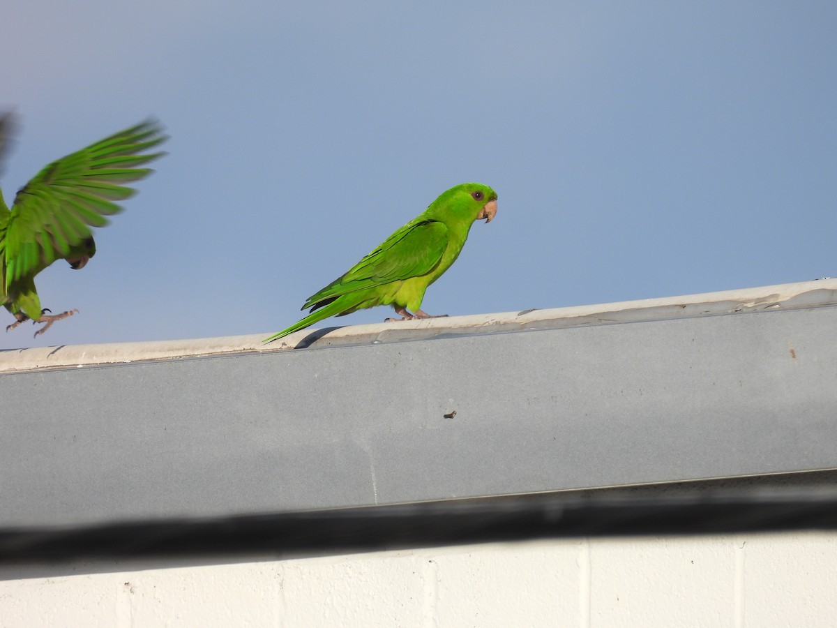 Conure verte (holochlorus/brewsteri) - ML645482330