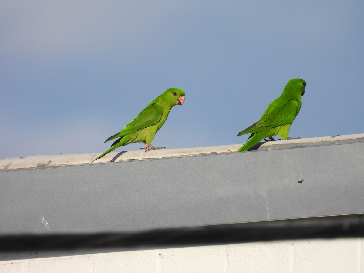 Conure verte (holochlorus/brewsteri) - ML645482331
