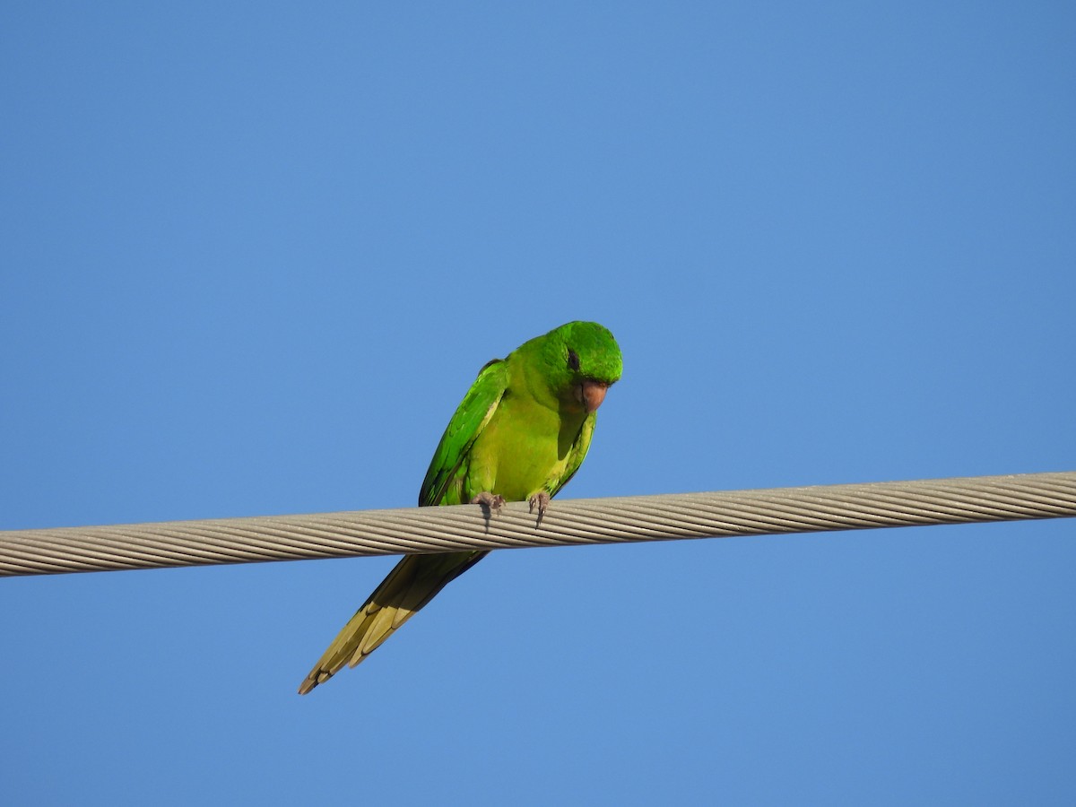 Conure verte (holochlorus/brewsteri) - ML645482332