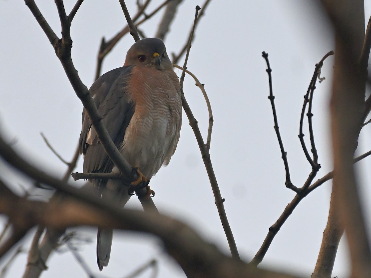 Shikra - ML645482340