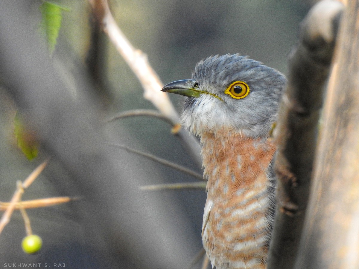 Coucou shikra - ML645482349