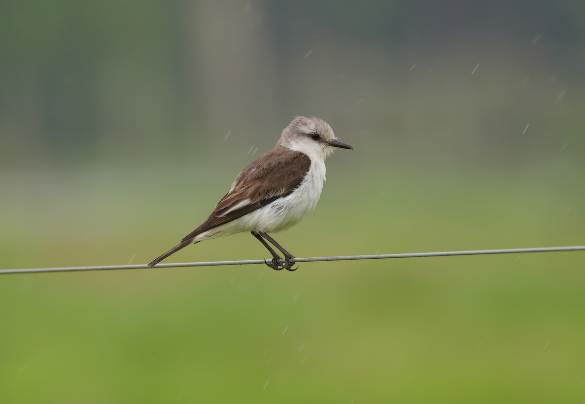 Pépoaza voilé - ML645482351