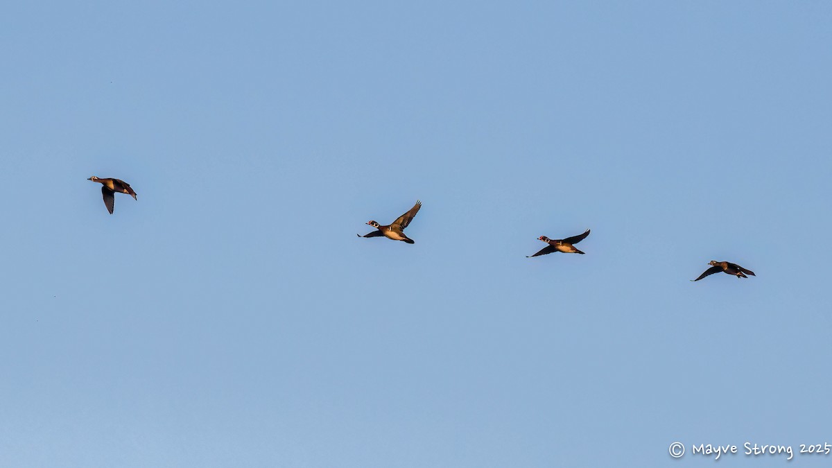 Canard branchu - ML645482352