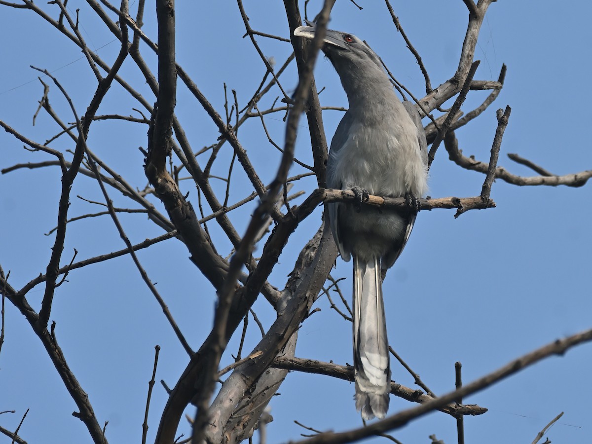 Calao de Gingi - ML645482353