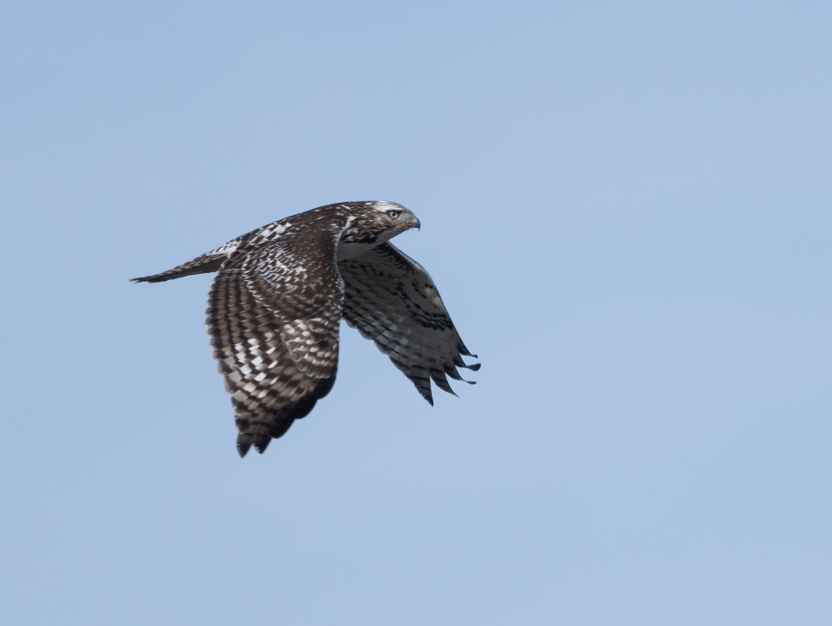 Buse à queue rousse (harlani) - ML645482354
