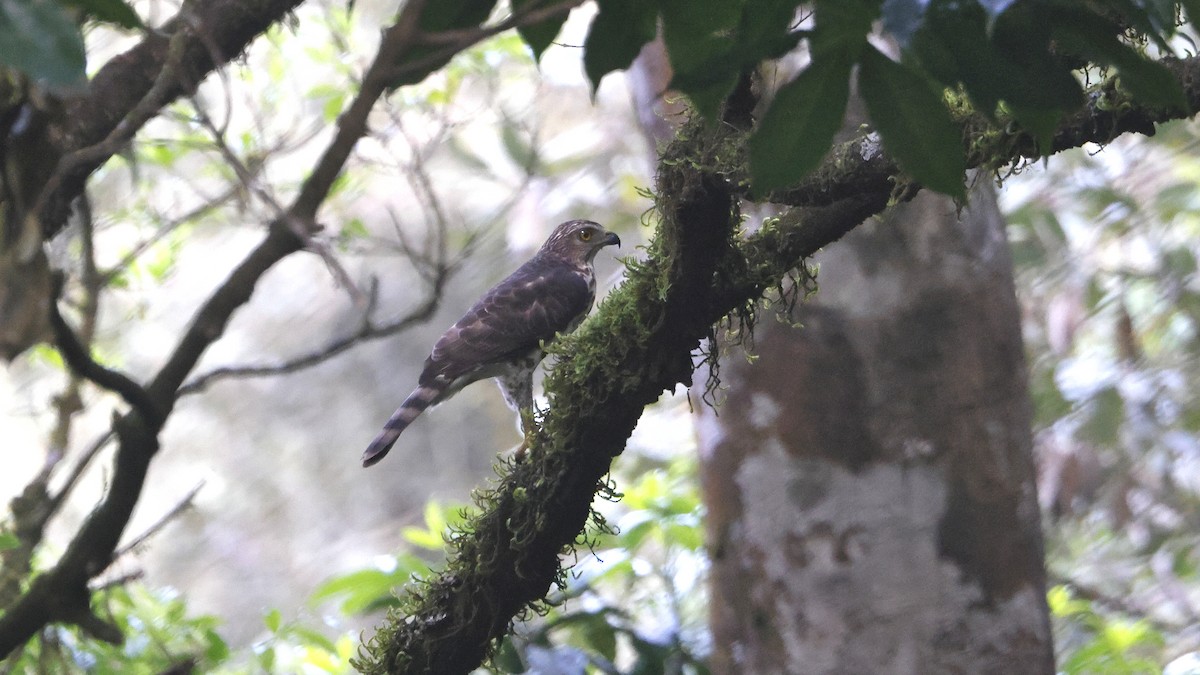 Autour huppé - ML645482355