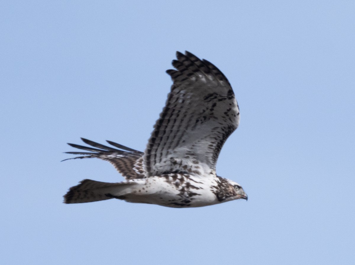 Buse à queue rousse (harlani) - ML645482356