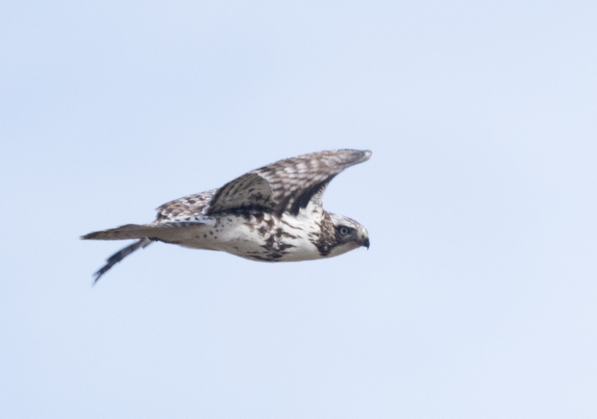 Buse à queue rousse (harlani) - ML645482359