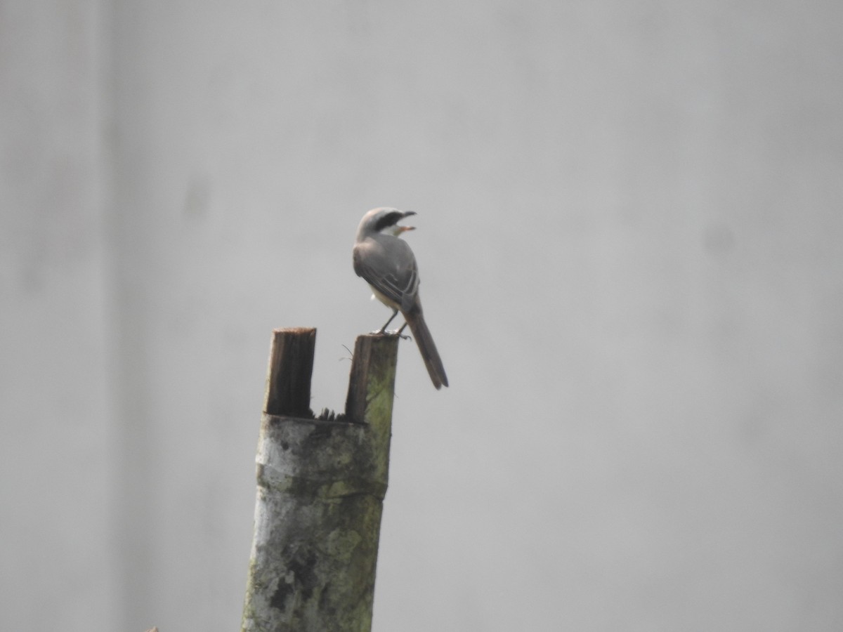 Pie-grièche brune (lucionensis) - ML645482360