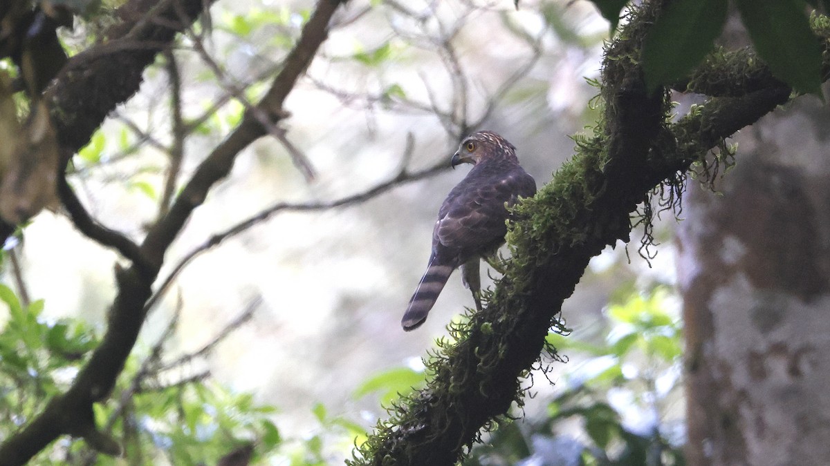 Autour huppé - ML645482361