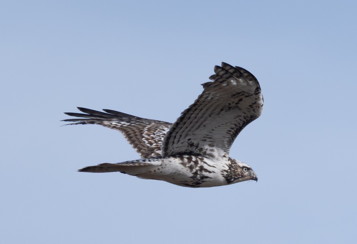 Buse à queue rousse (harlani) - ML645482362