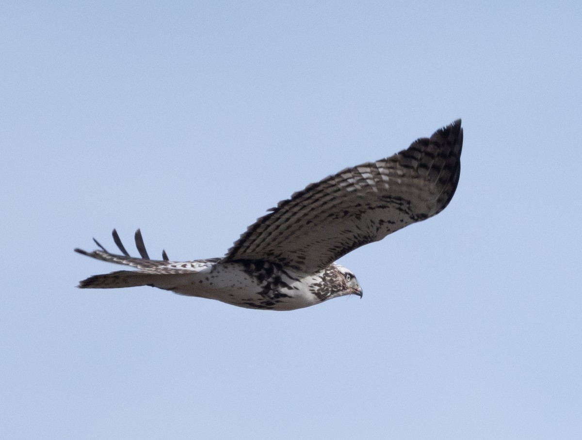 Buse à queue rousse (harlani) - ML645482363