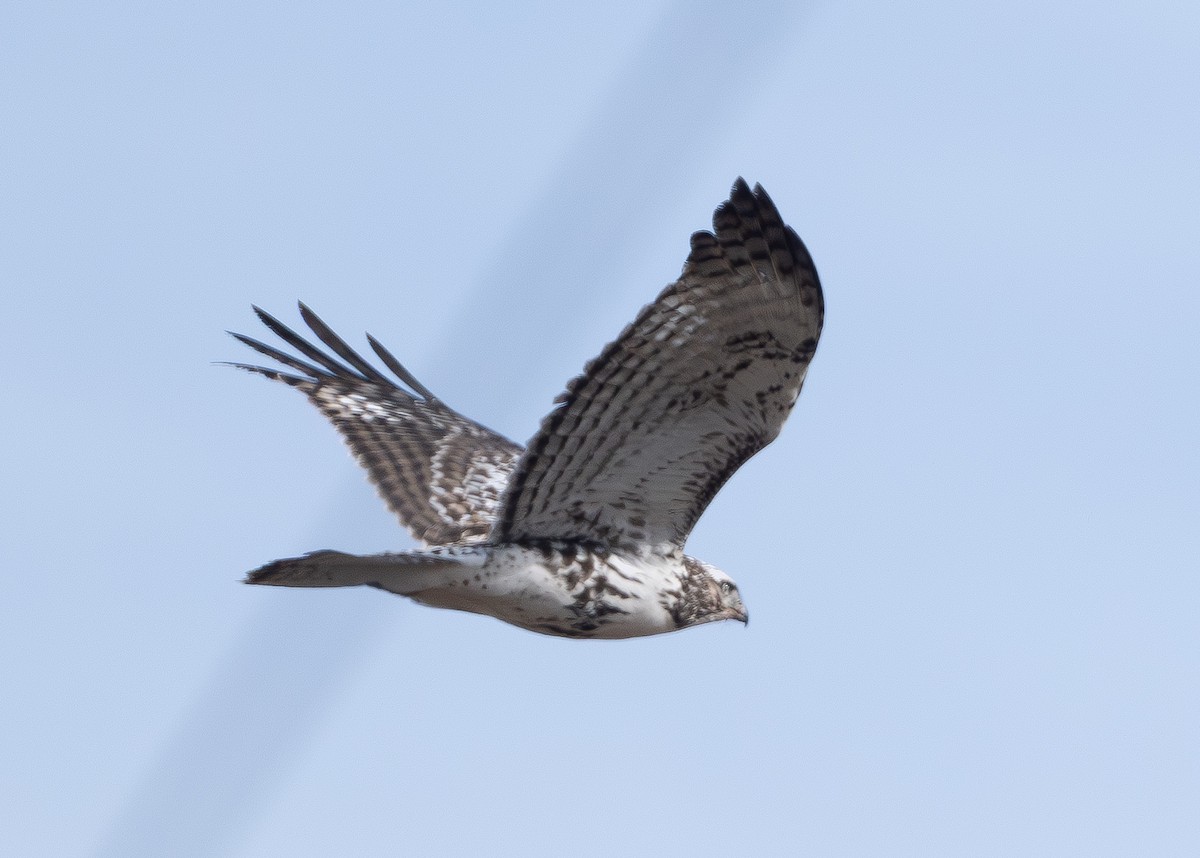 Buse à queue rousse (harlani) - ML645482364