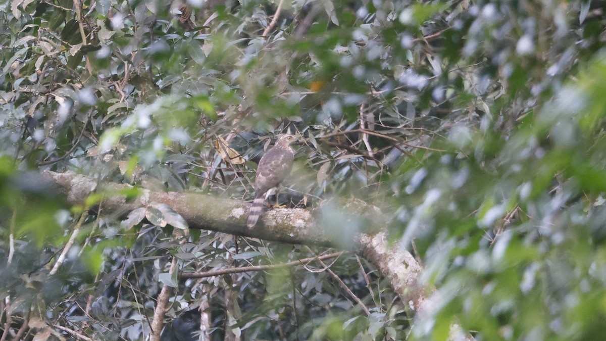 Autour huppé - ML645482365