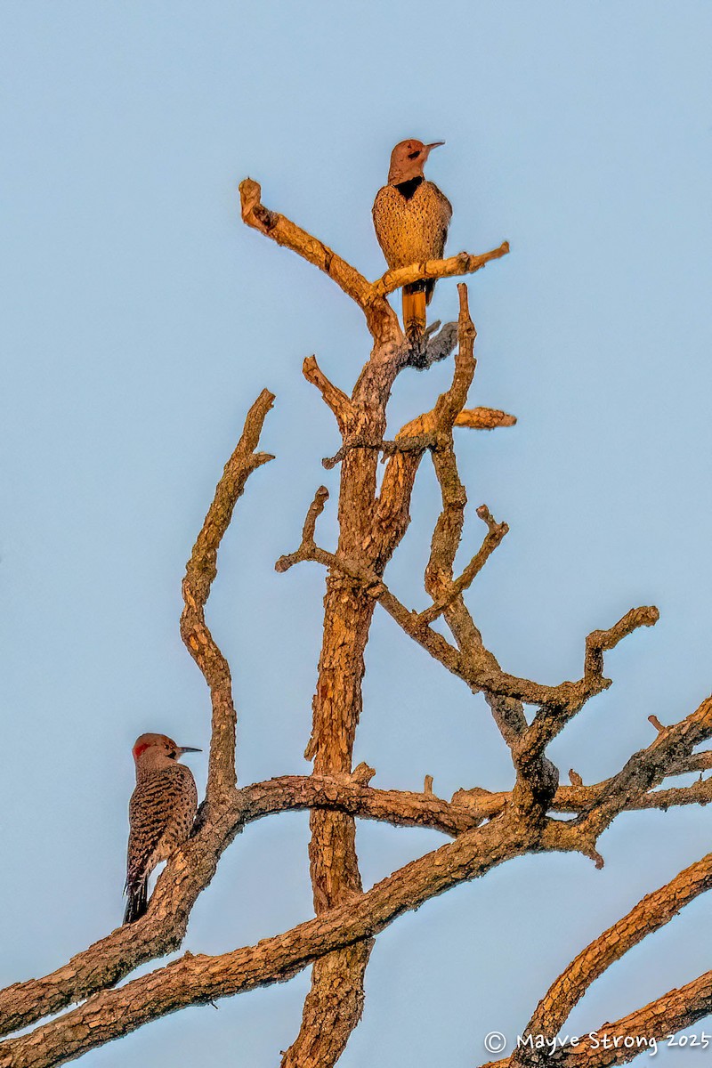 Pic flamboyant - ML645482366