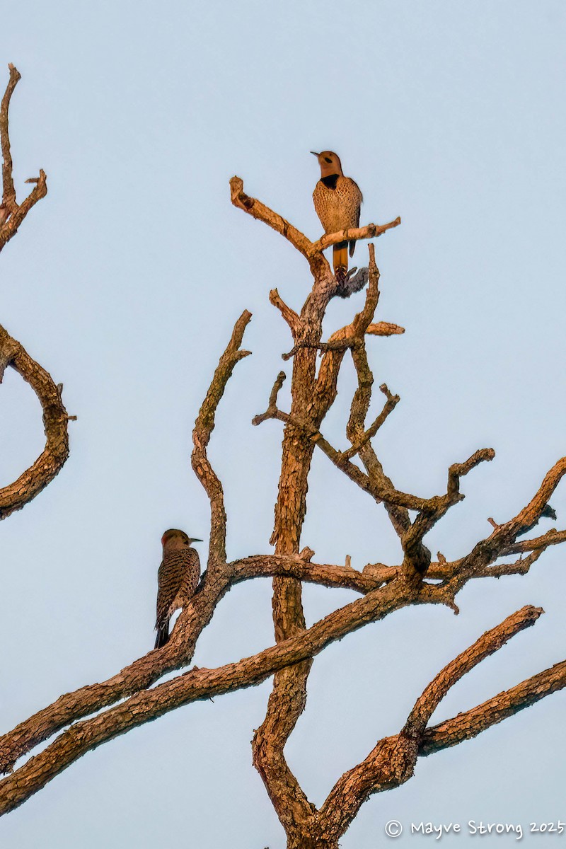 Pic flamboyant - ML645482367