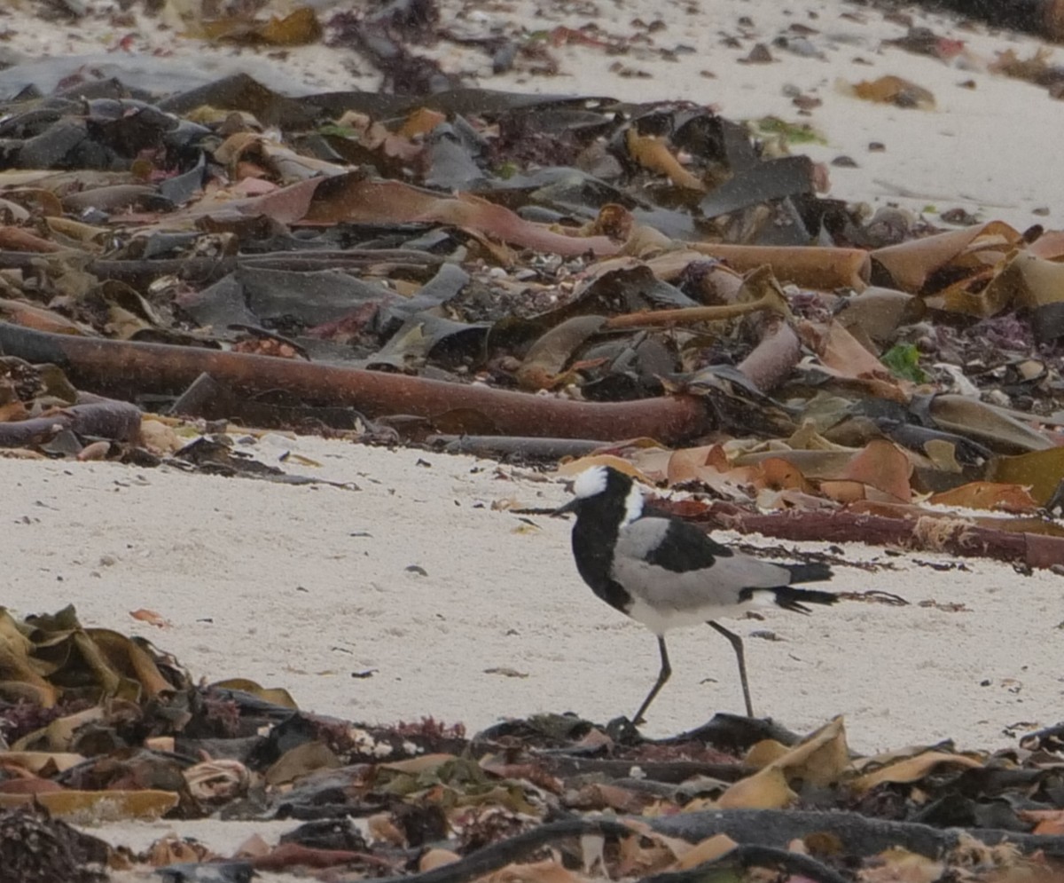 Vanneau armé - ML645482368