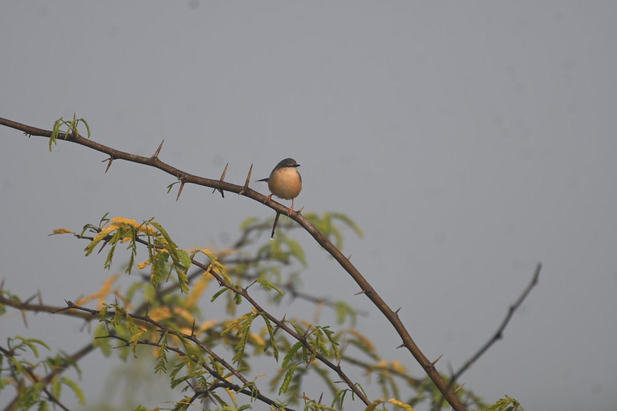Prinia cendrée - ML645482369