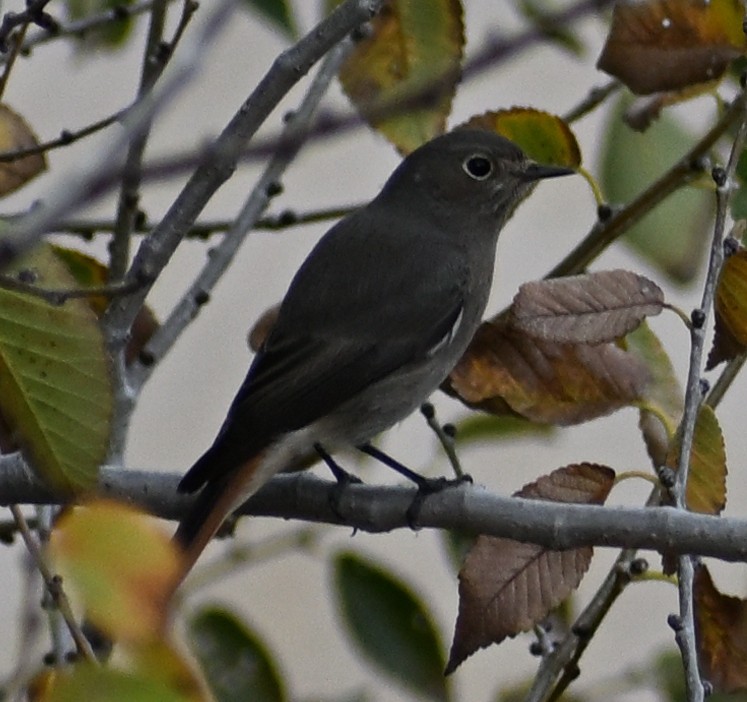 Rougequeue noir - ML645482370