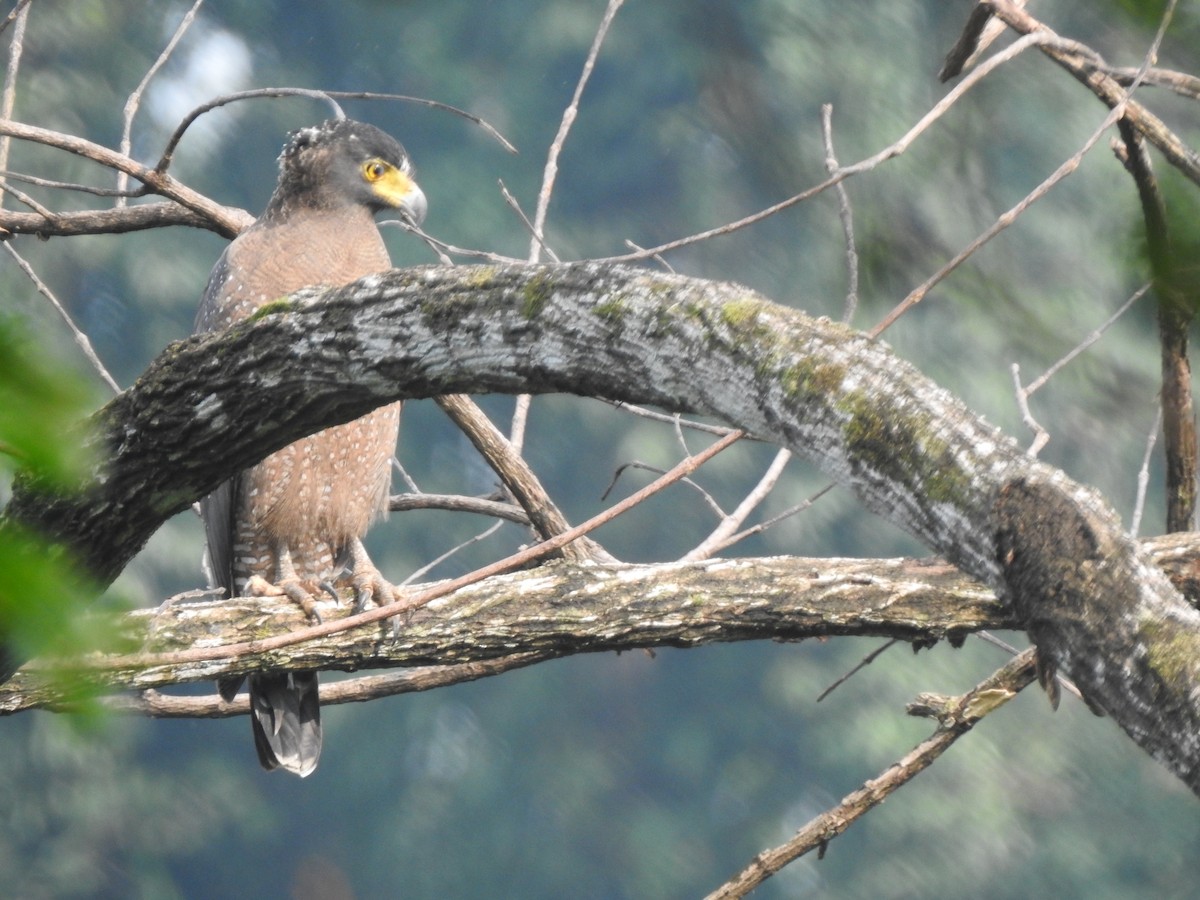 Serpentaire bacha - ML645482371