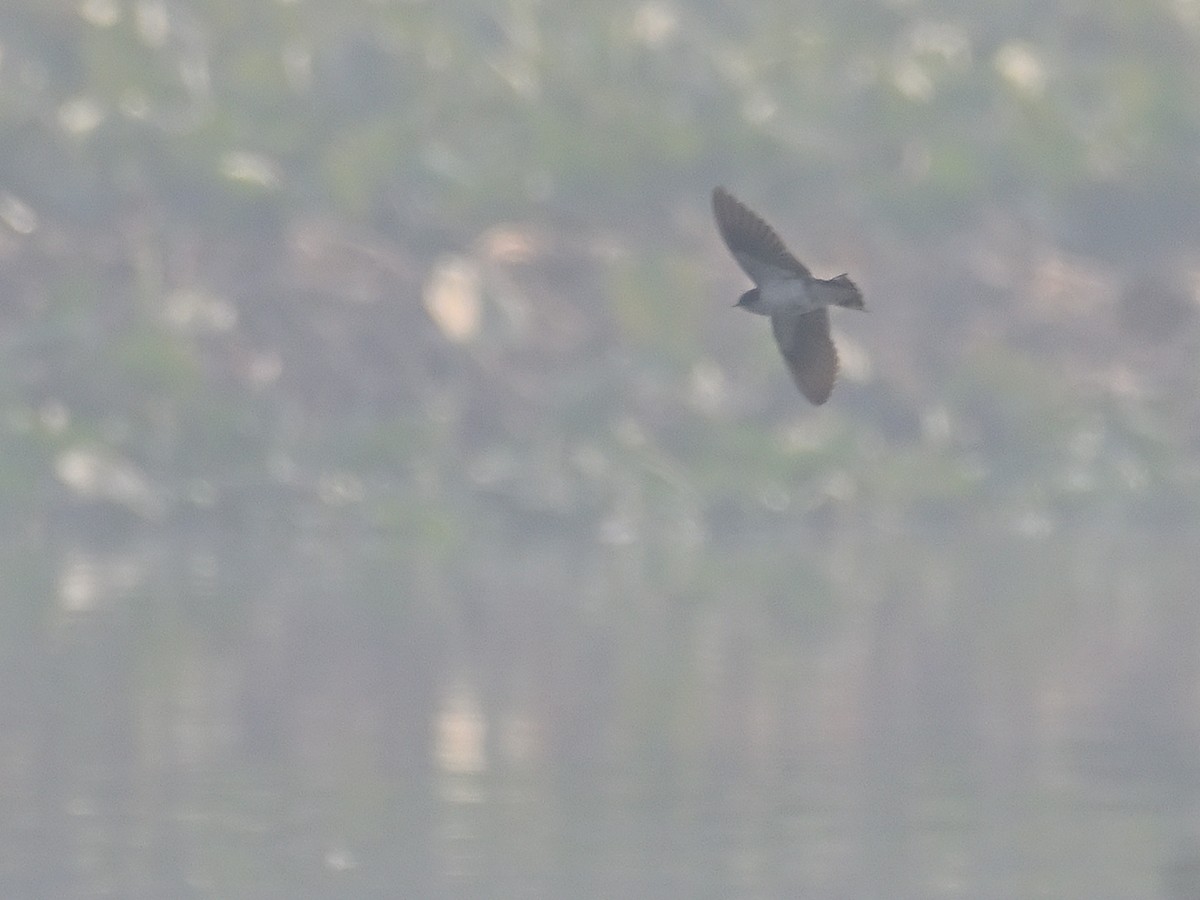 Hirondelle rustique - ML645482372