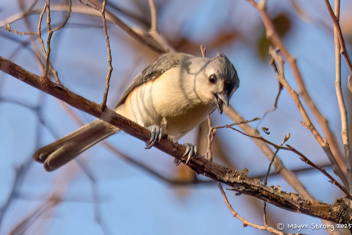 Mésange bicolore - ML645482373