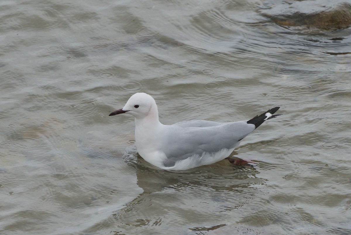 Mouette de Hartlaub - ML645482376