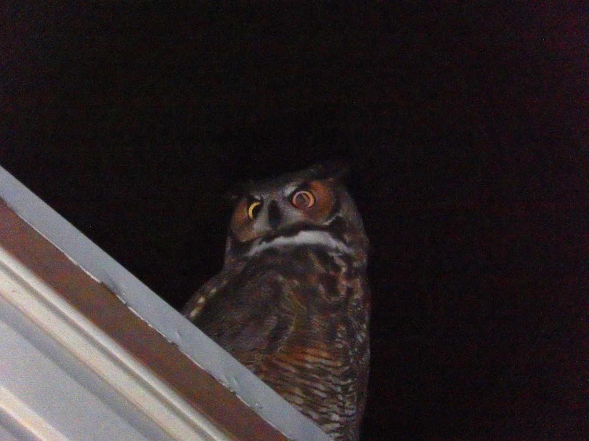 Grand-duc d'Amérique - ML645482377