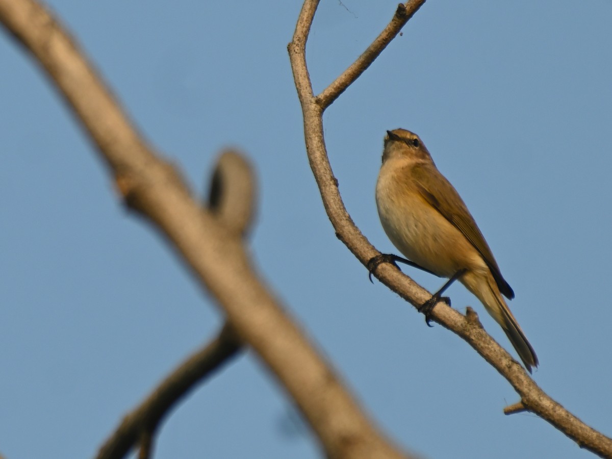 Common Chiffchaff - ML645482384