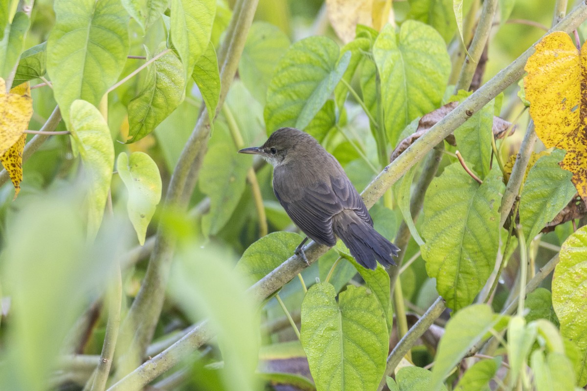 קנית אפריקנית - ML645482385
