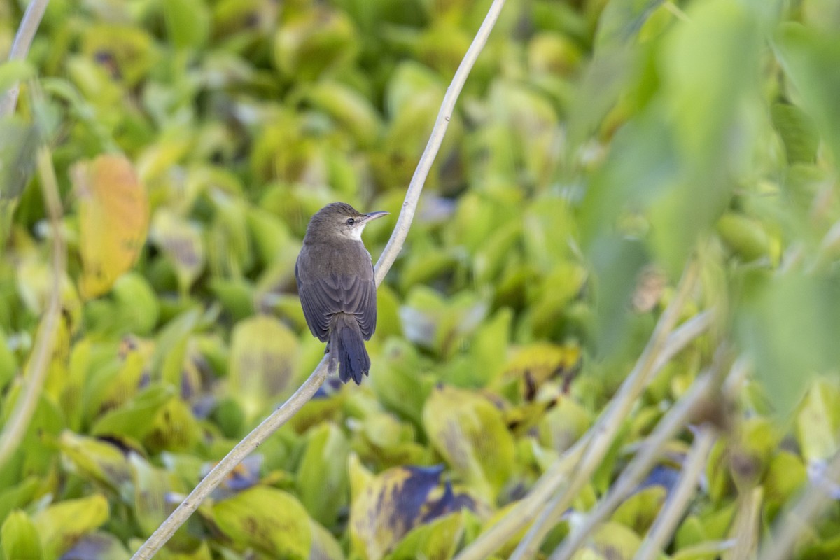 קנית אפריקנית - ML645482387