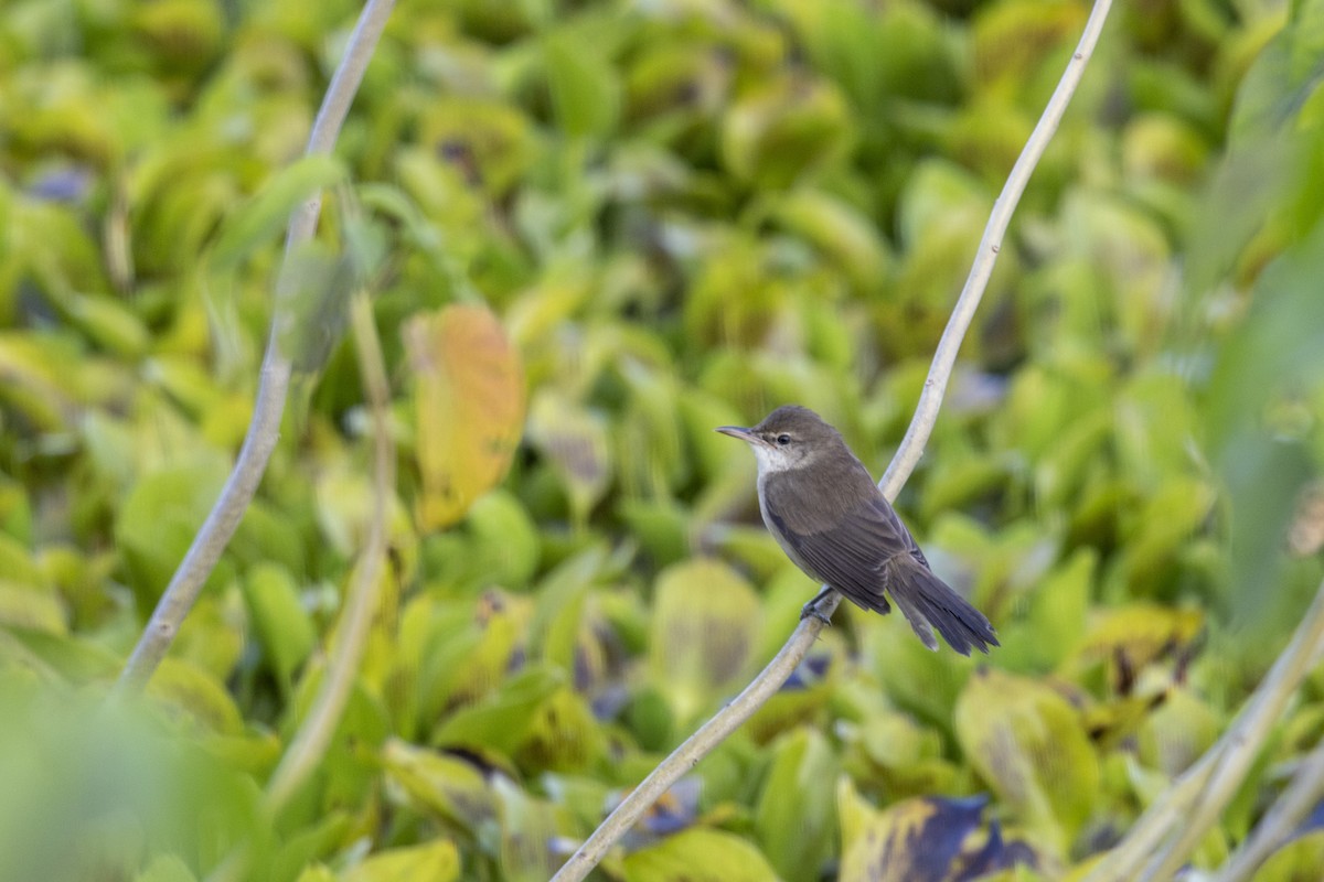 קנית אפריקנית - ML645482388
